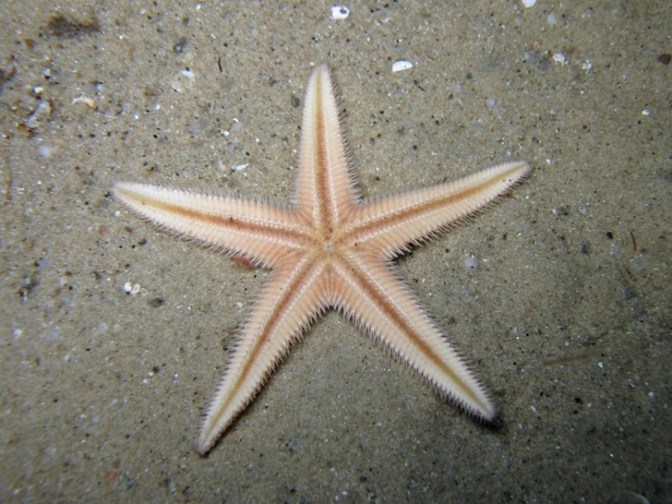 Astropecten irregularis (Pennant, 1777)